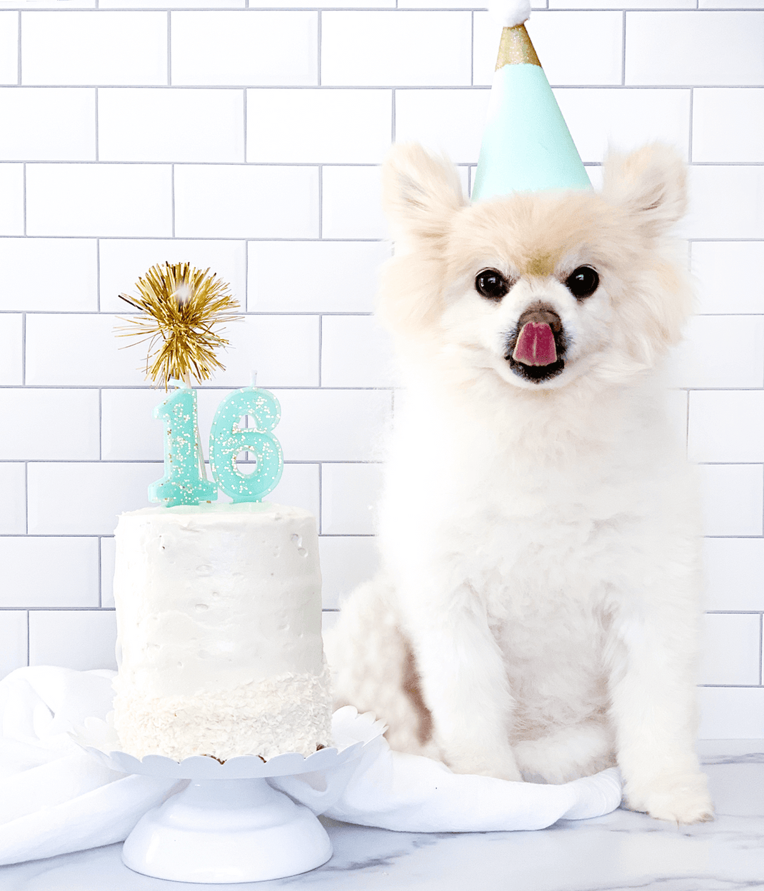 How to start a dog bakery business with Dog Bakery Academy! Dog